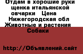 Отдам в хорошие руки щенка итальянской овчарки › Цена ­ 1 - Нижегородская обл. Животные и растения » Собаки   